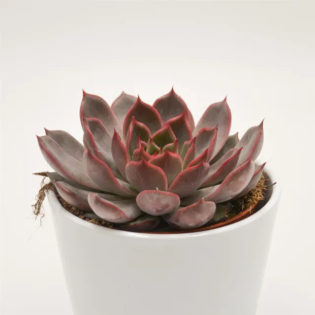 pasiora-echeveria-morango-sukkulente-12-cm-topf image 1