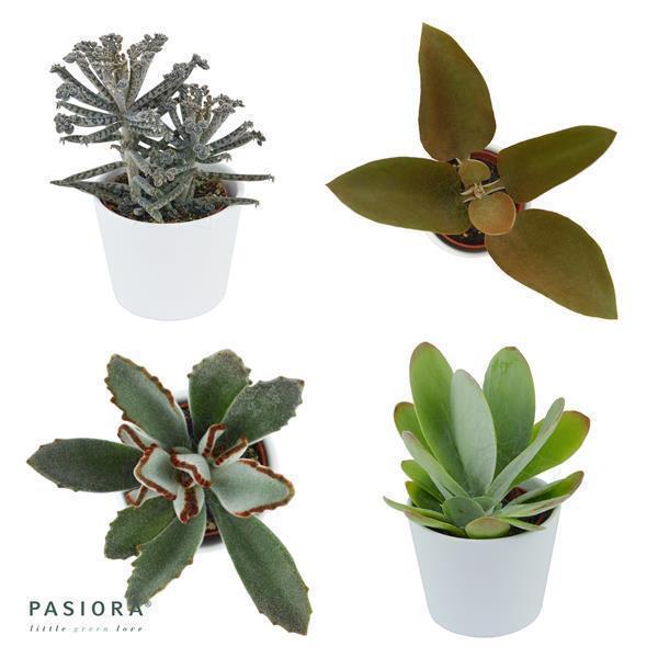pasiora-konnichiwa-kalanchoe-sukkulenten-set-5-st-ck-6cm image 1