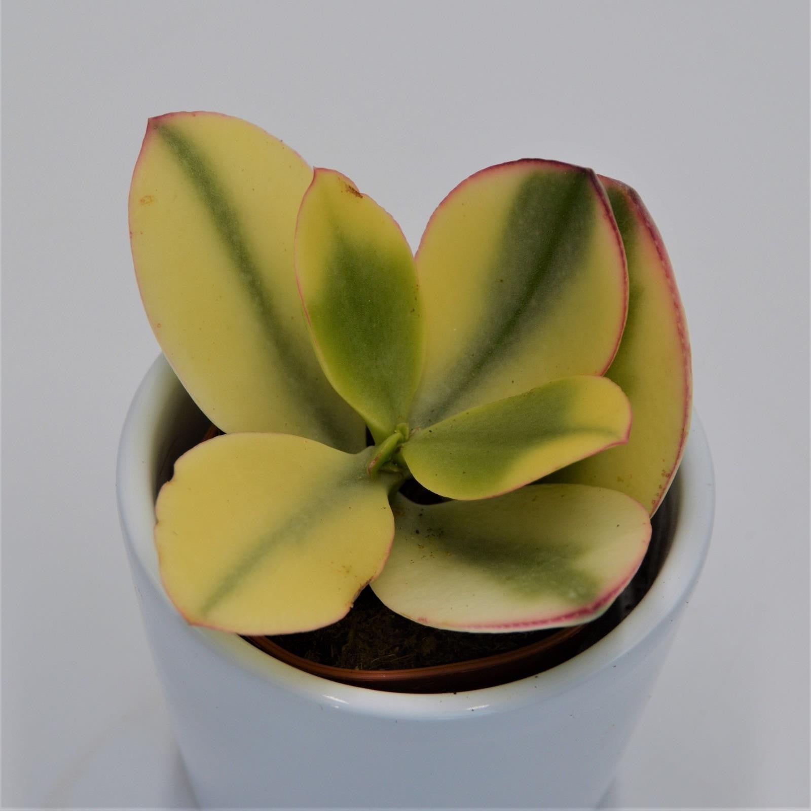 pasiora-crassula-ovata-tricolor-sukkulente-5-5cm-topf image 1
