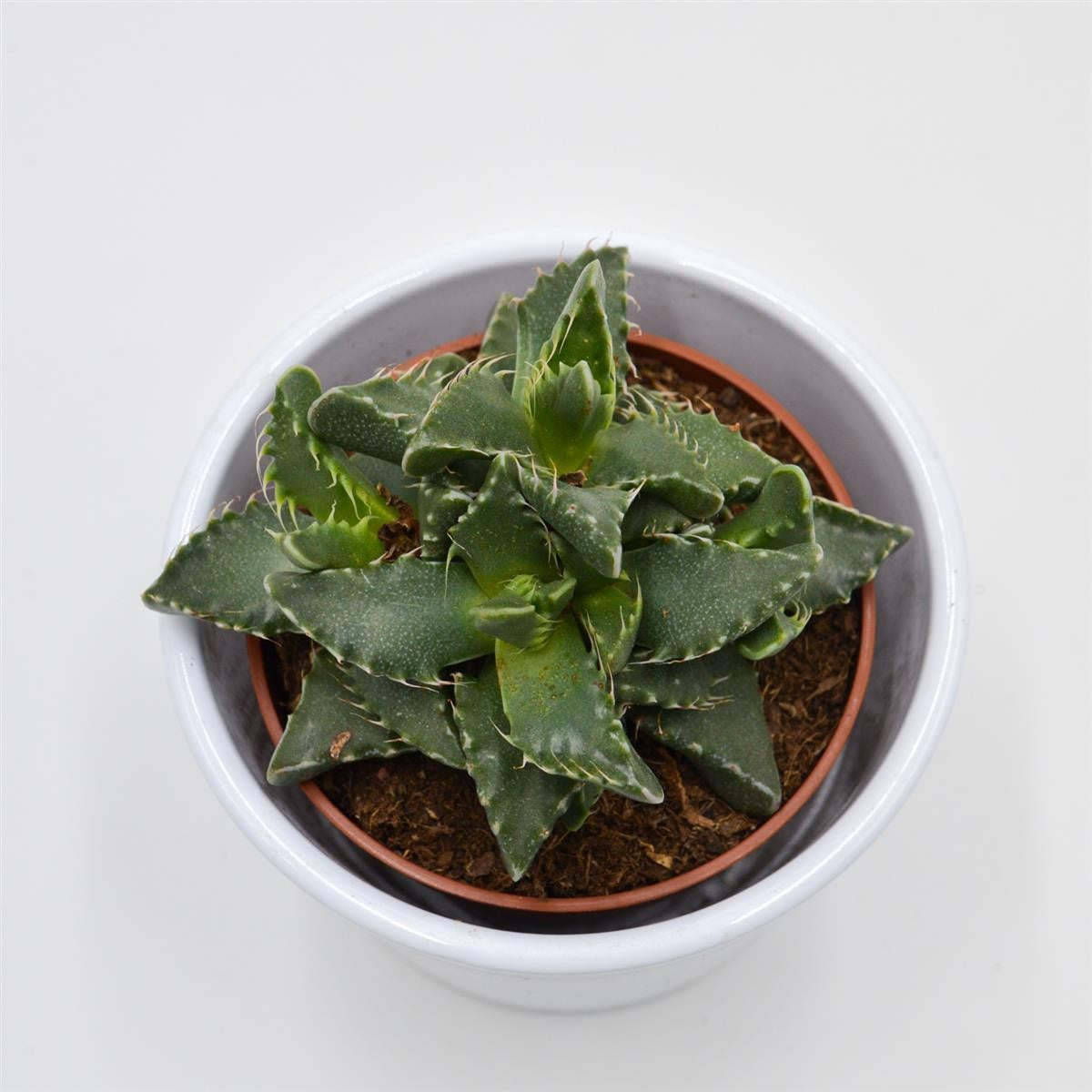 pasiora-faucaria-tigrina-tigerschlund-sukkulente-8-5cm image 2