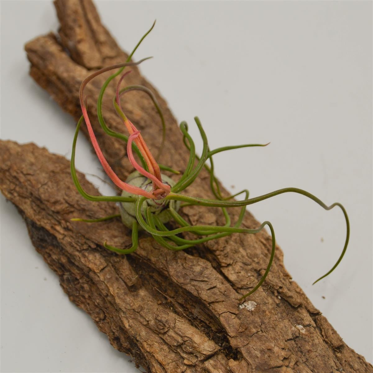 pasiora-tillandsia-bulbosa-regenwaldtillandsie image 5