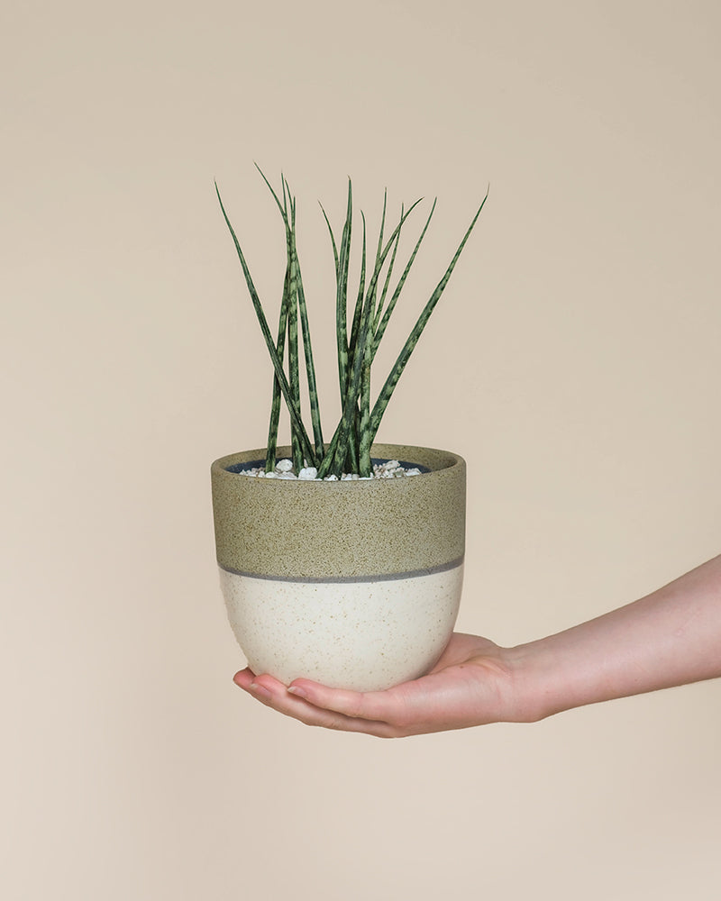 feey-sansevieria-mikado-bogenhanf image 8