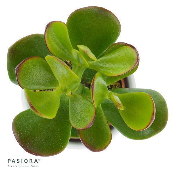 pasiora-crassula-ovata-sukkulente-6cm image 2