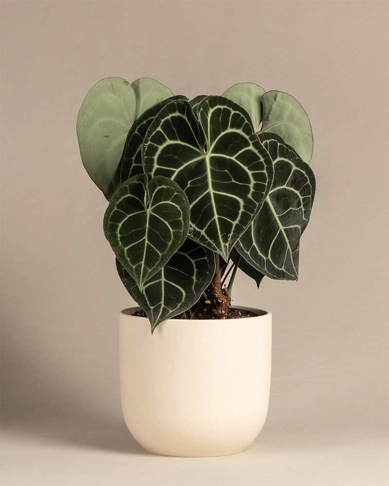 feey-anthurium-clarinervium-zimmerpflanze-herzblattblume image 6