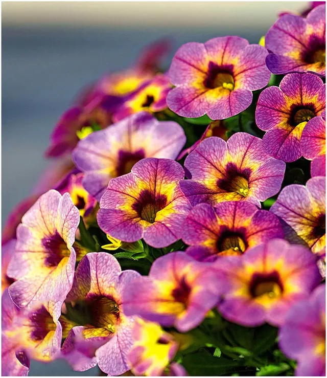 baldur-garten-zaubergl-ckchen-chameleon-blueberry-scone-calibrachoa-3-pflanzen image 1