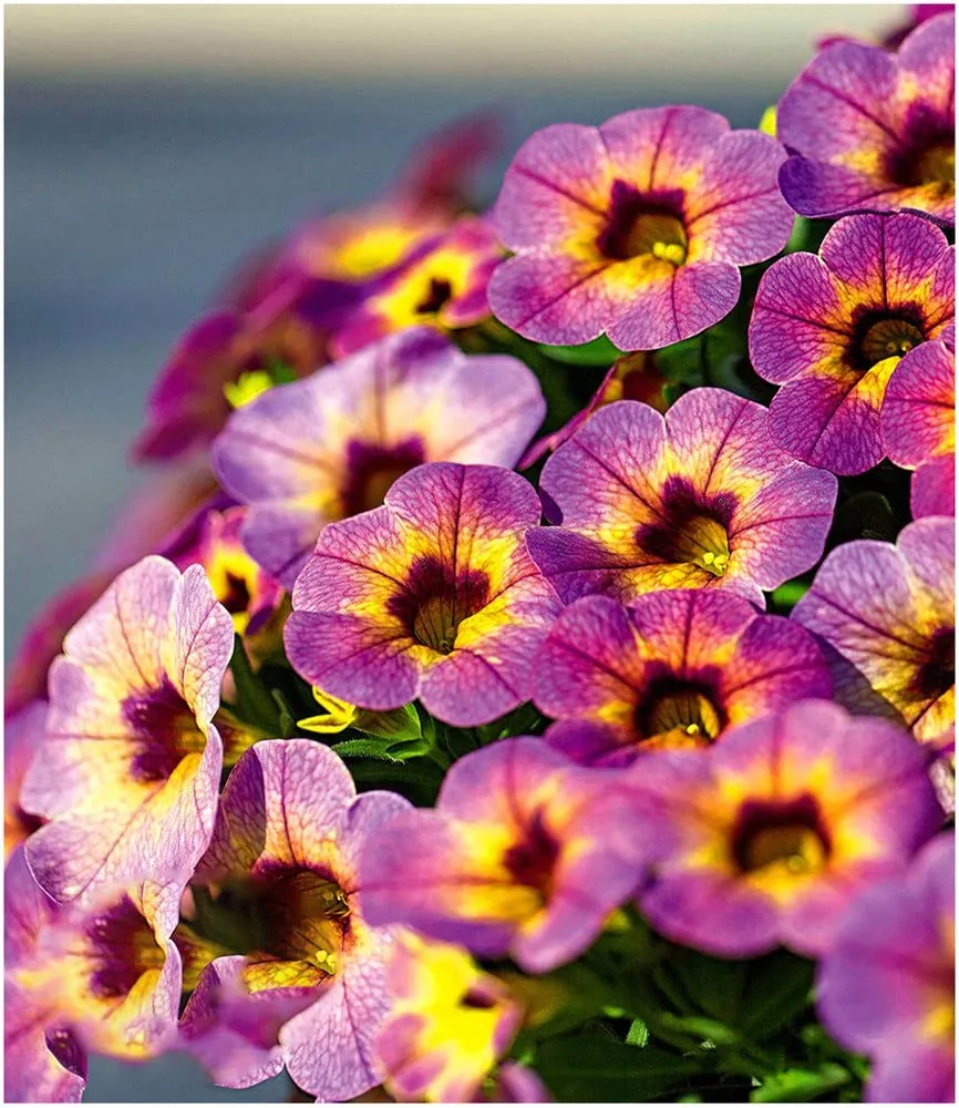 baldur-garten-zaubergl-ckchen-chameleon-blueberry-scone-calibrachoa-3-pflanzen image 1