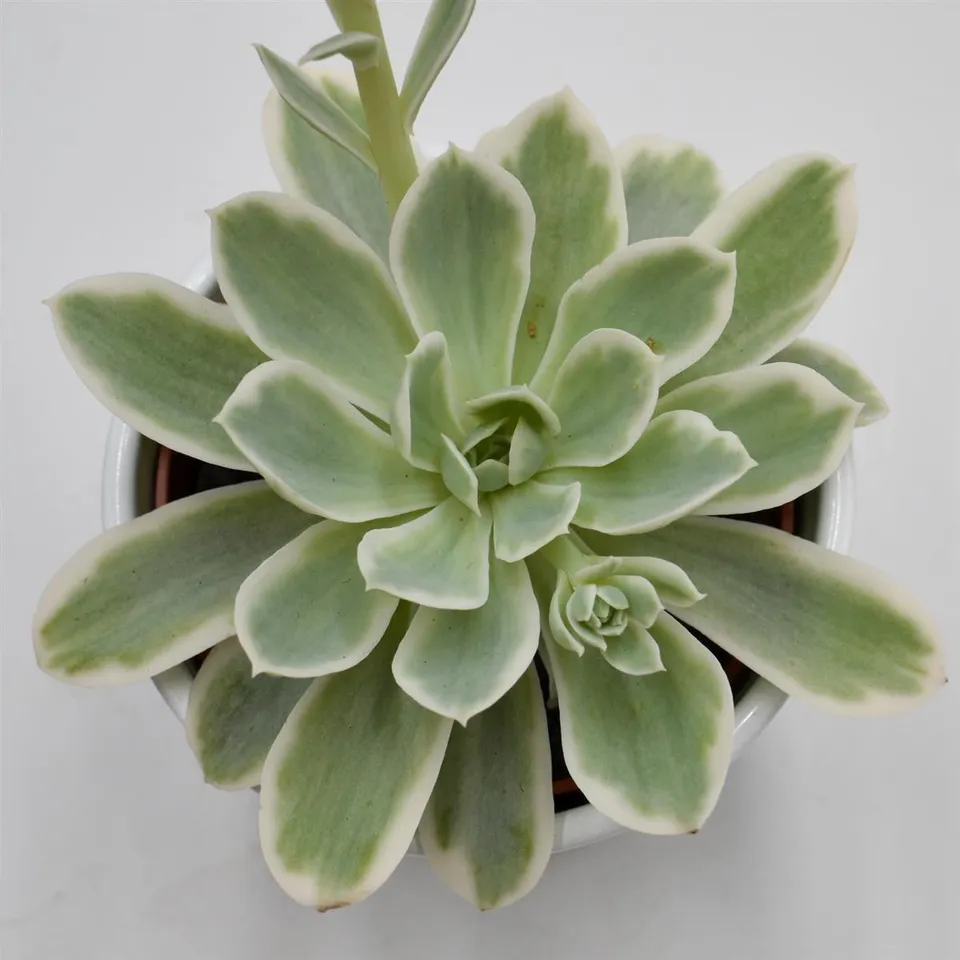 pasiora-echeveria-lemon-rose-f-variegata-echeverie-10-5cm image 1