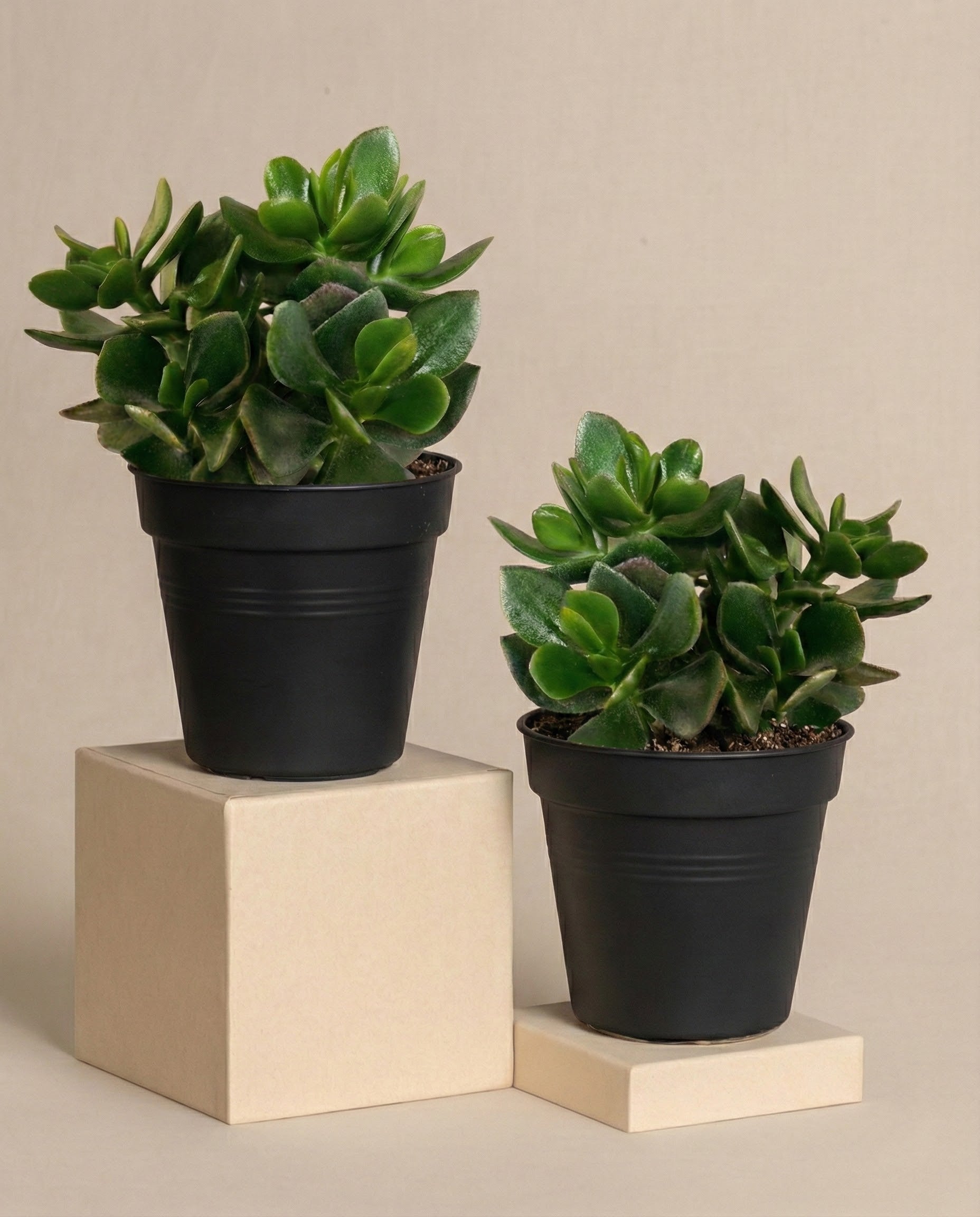 feey-geldbaum-duo-2x-crassula-ovata image 3