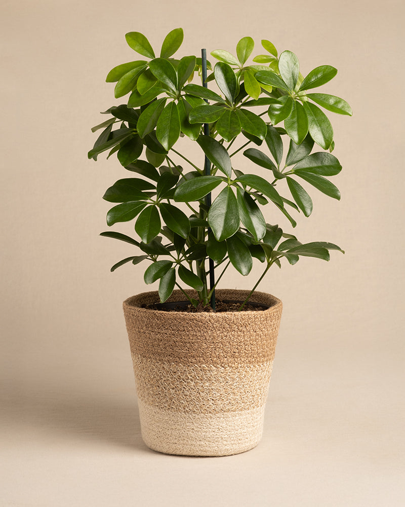feey-lapis-pflanzenkorb-aus-jute-16-cm image 6