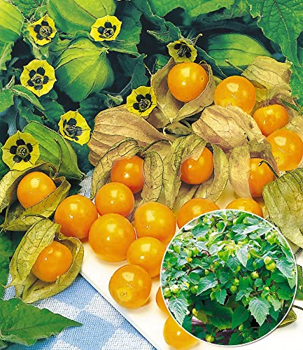 baldur-garten-physalis-preciosa-ananaskirsche-2-pflanzen-im-10-5-cm-topf image 6