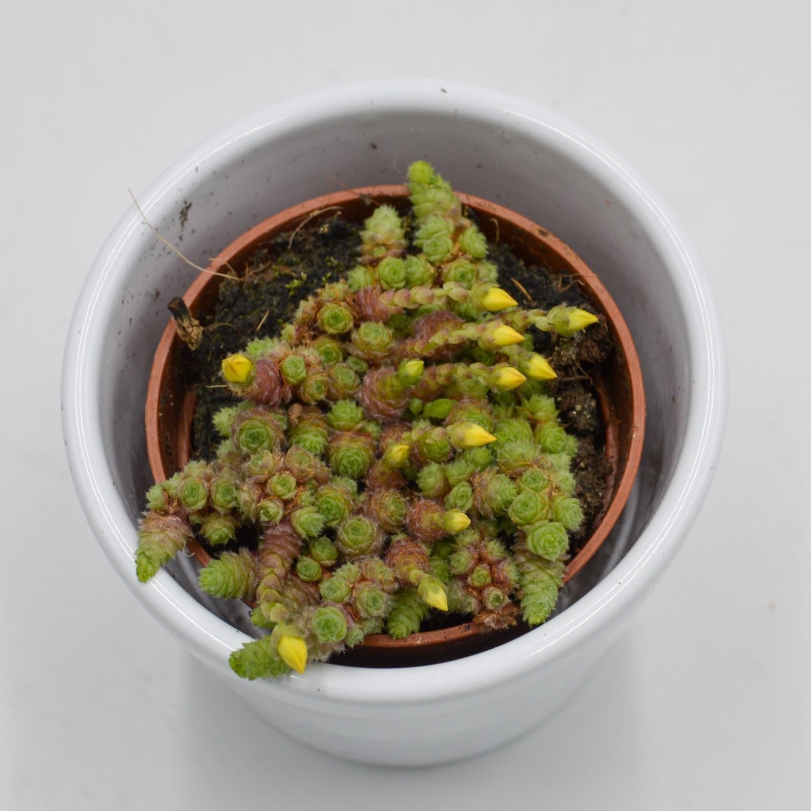 pasiora-monanthes-muralis-mini-sukkulente-5-5cm-topf image 3