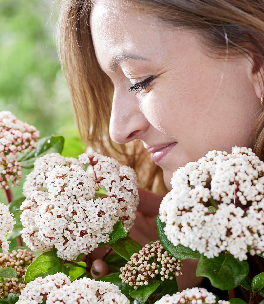 baldur-garten-viburnum-rock-n-rolla-zierstrauch-9x9-cm-topf image 3