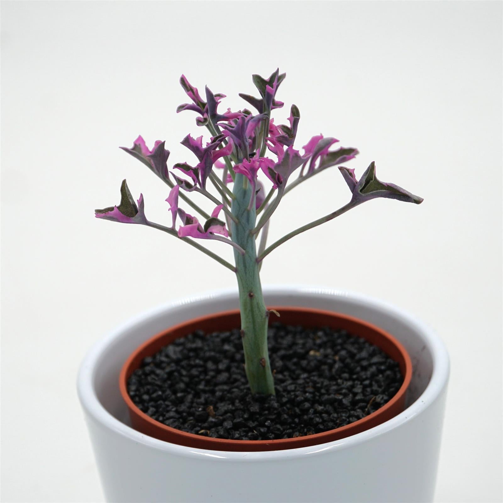pasiora-senecio-articulatus-f-variegata-sukkulente-8-5cm-topf image 1