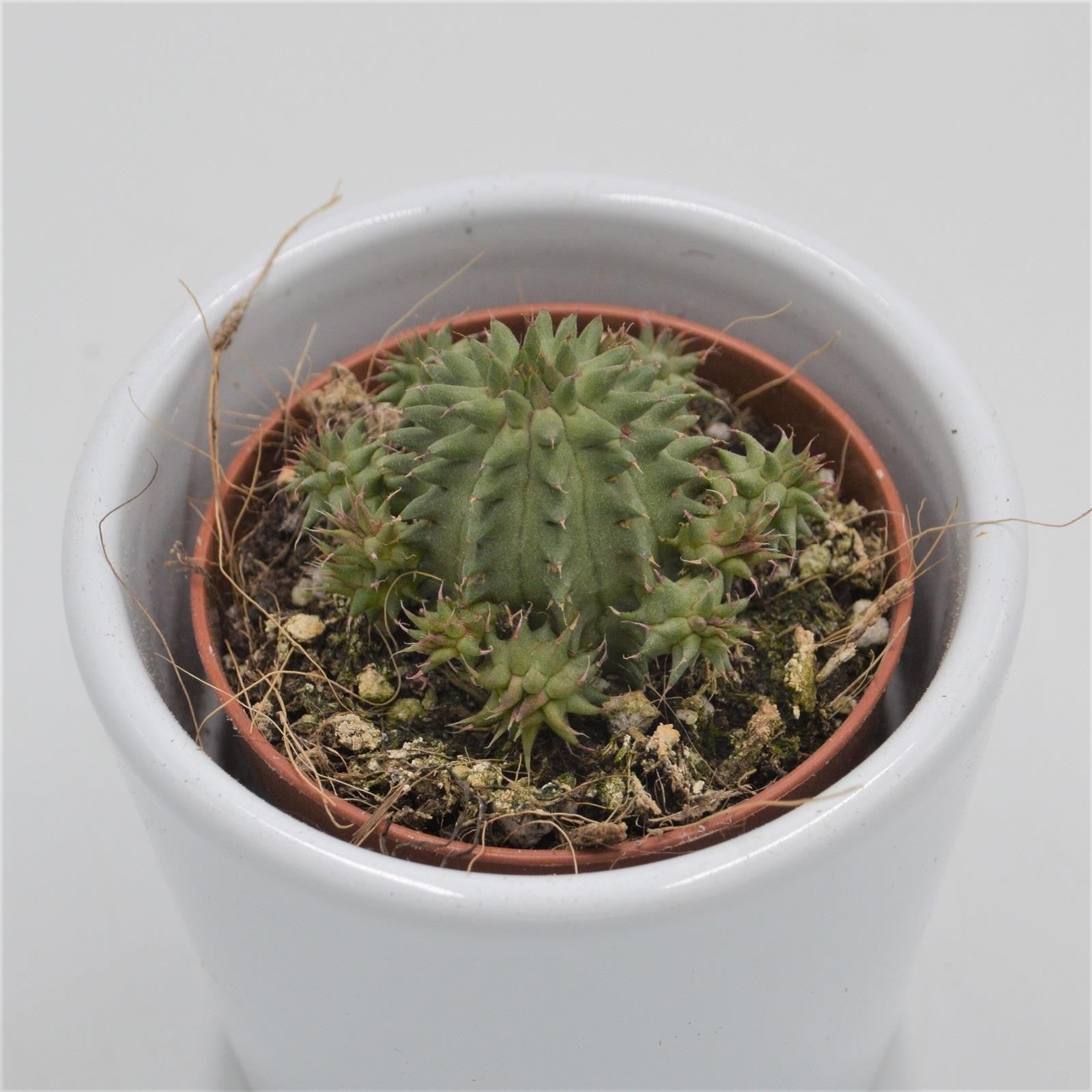 pasiora-euphorbia-susannae-wolfsmilch-sukkulente-5-5cm image 2
