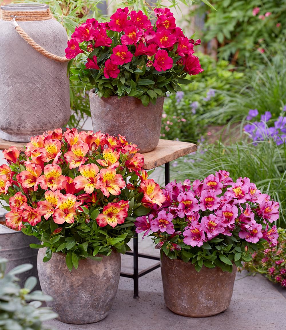 baldur-garten-winterharte-alstroemeria-incalys-3-pflanzen image 1