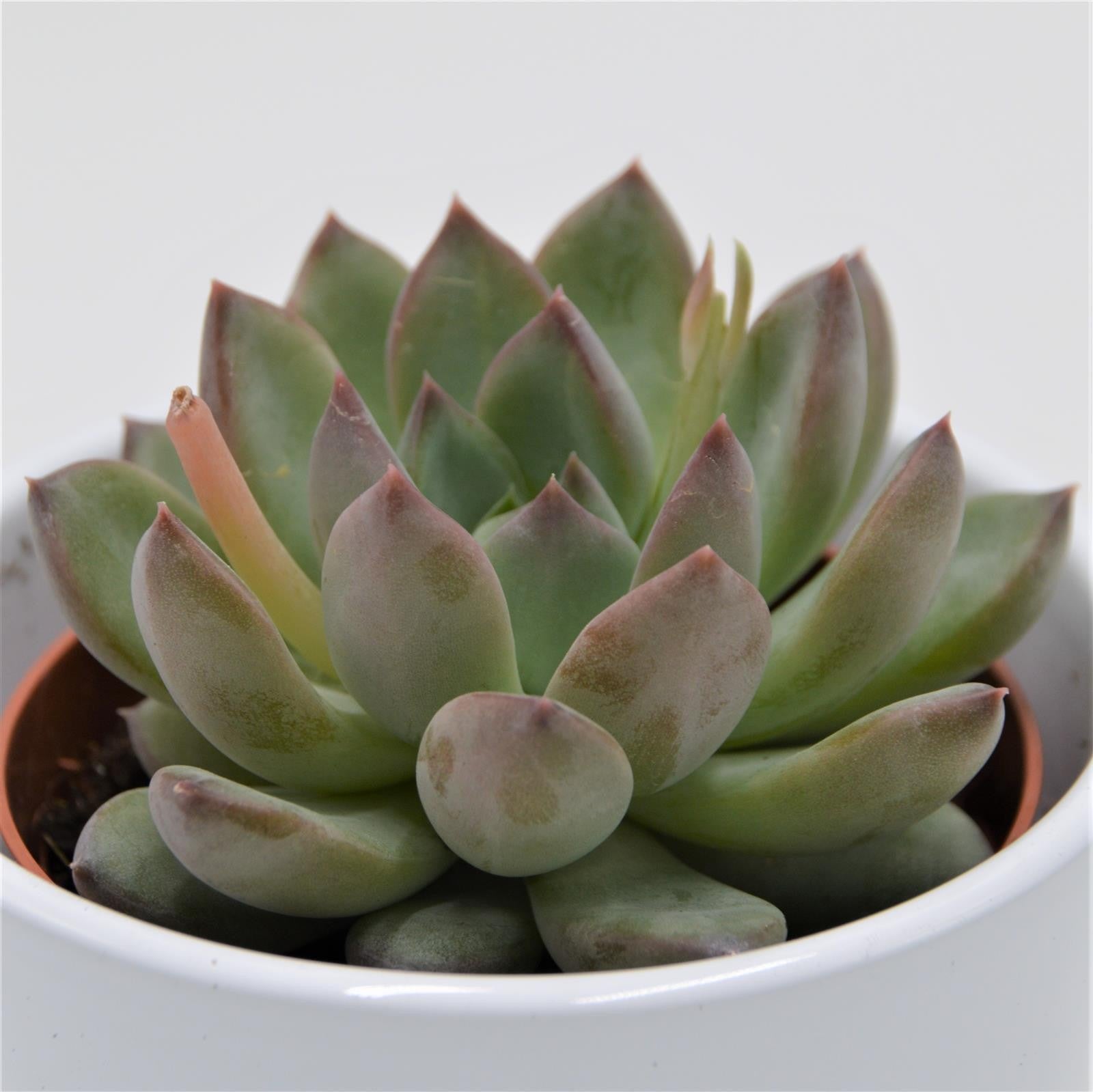 pasiora-echeveria-colorata-hybrid-sukkulente-8-5-cm-topf image 1