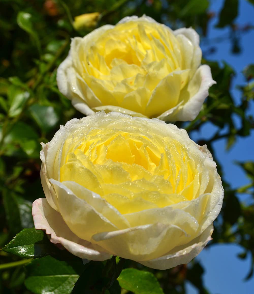 baldur-garten-delbard-kletterrose-amnesty-international image 4