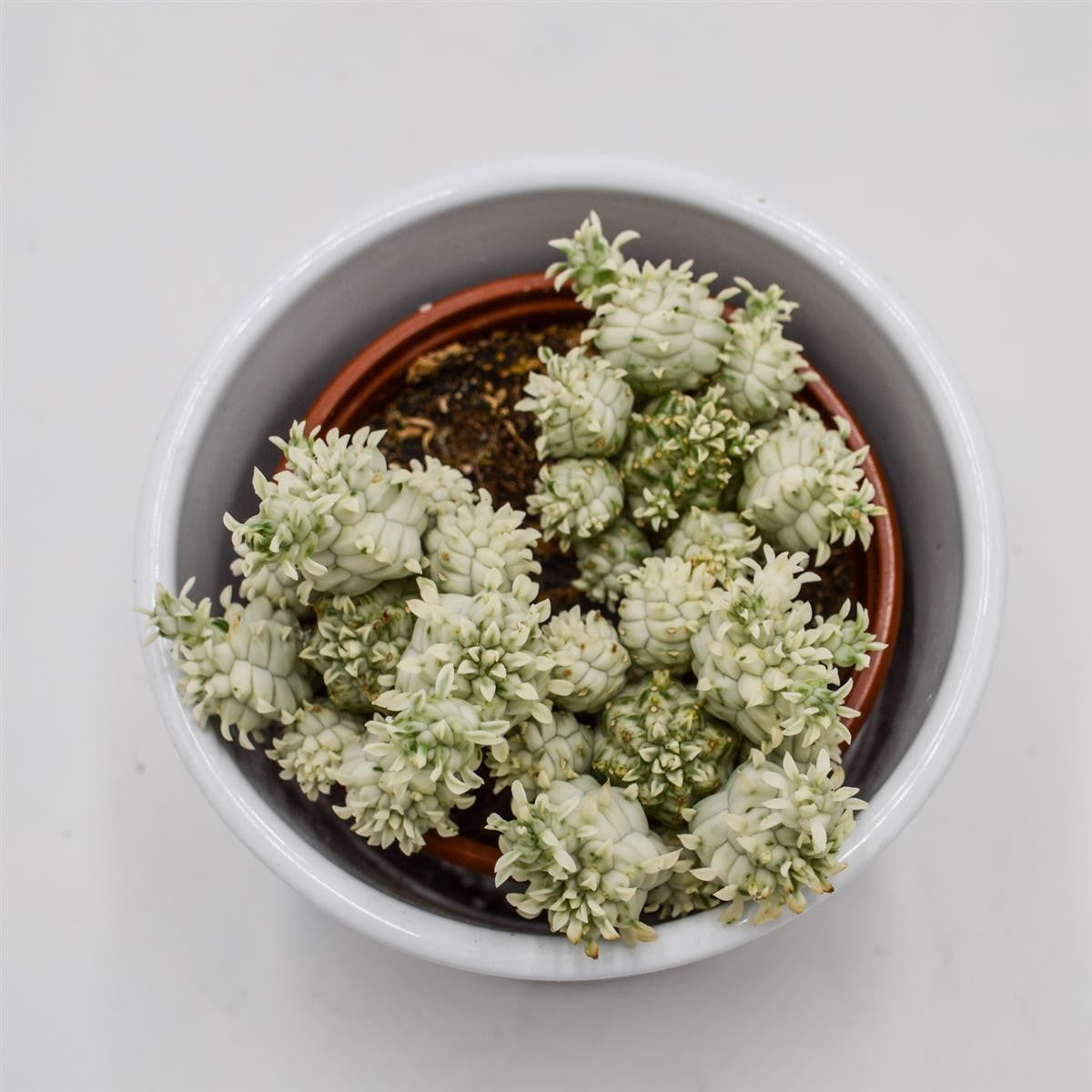 pasiora-euphorbia-mammillaris-variegata-8-5cm image 1