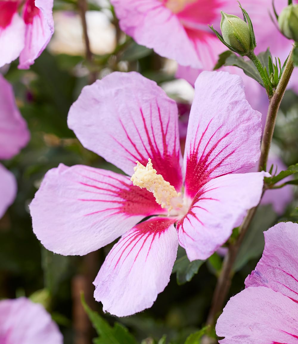 baldur-garten-zwerg-hibiskus-little-legends-pink-zierstrauch-im-9x9-cm-topf image 3