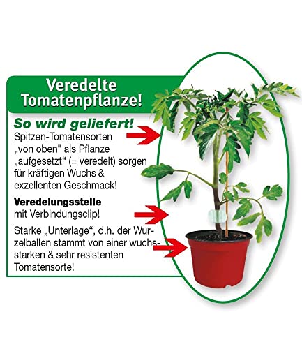 baldur-garten-veredelte-kirschtomate-pepe-f1-2-pflanzen-im-10-5-cm-topf image 6