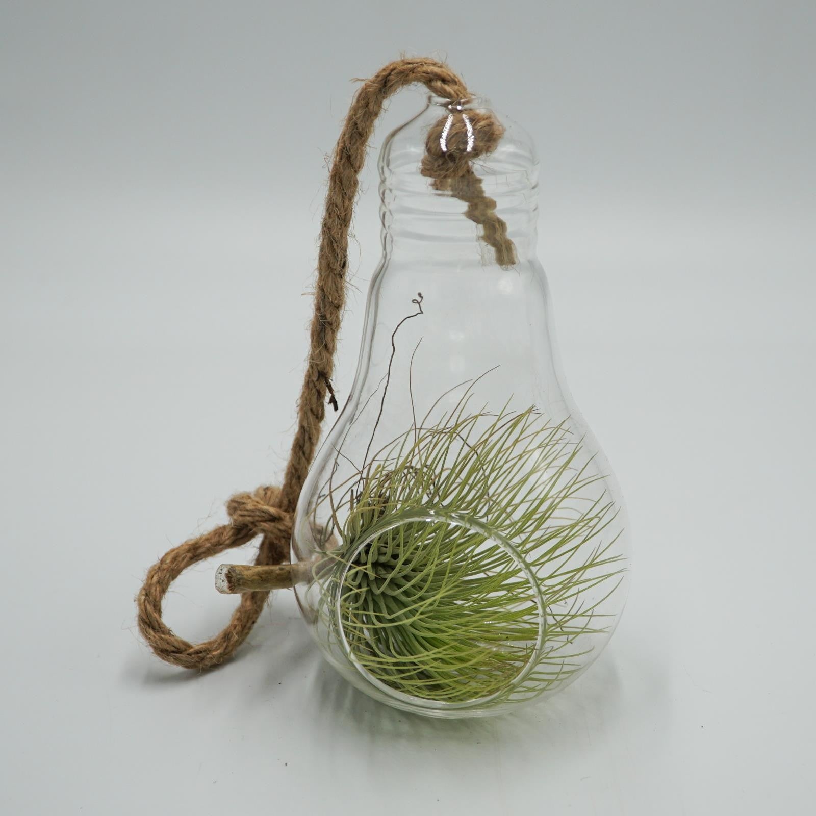 pasiora-birne-glasterrarium-f-r-tillandsien-sukkulenten image 2