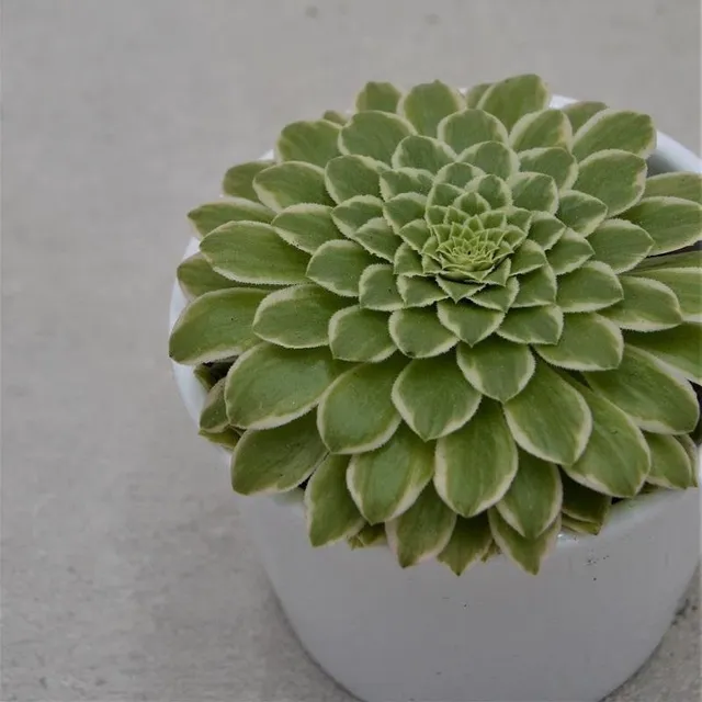 pasiora-aeonium-emerald-ice-sukkulente-8-5cm-topf image 1