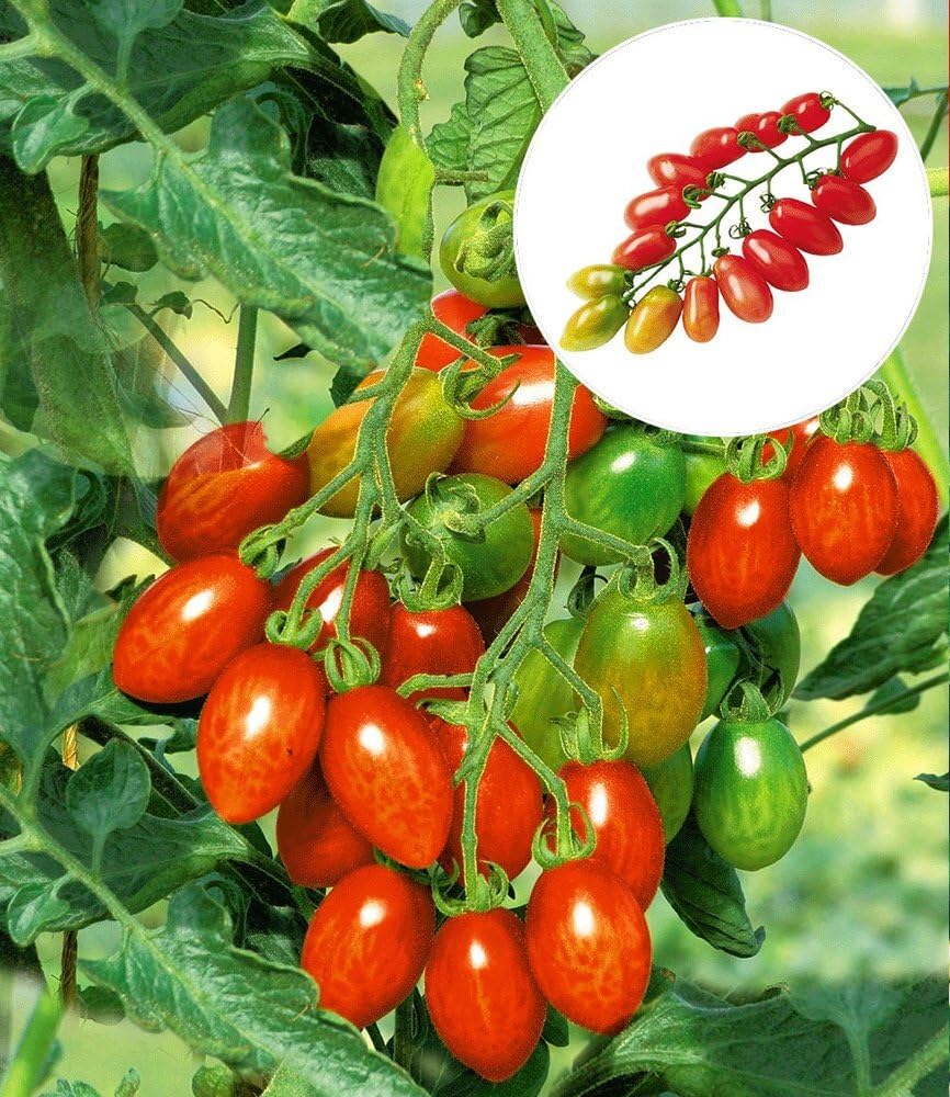 baldur-garten-trilly-f1-pflaumen-tomate-2-pflanzen image 2