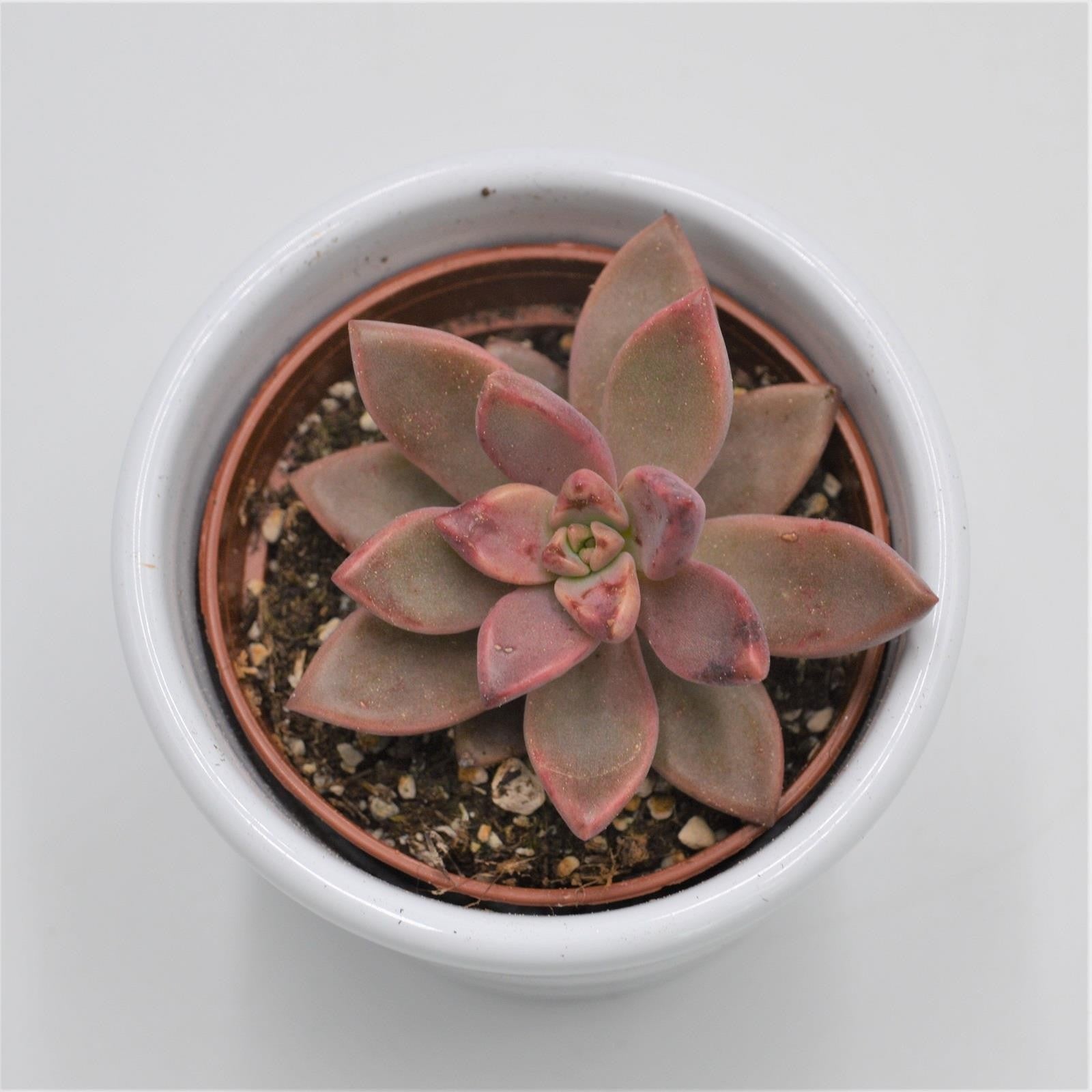 pasiora-graptosedum-vera-higgins-sukkulente-6cm-topf image 1