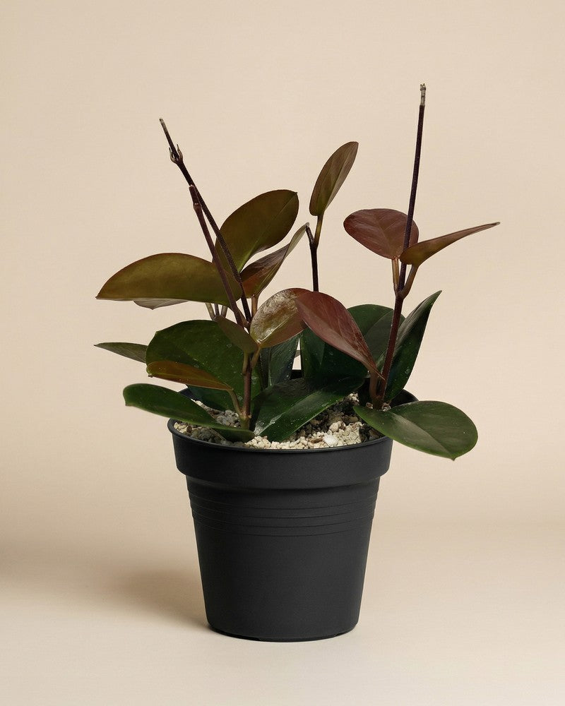 feey-hoya-australis-porzellanblume-zimmerpflanze-klein-schweiz image 3