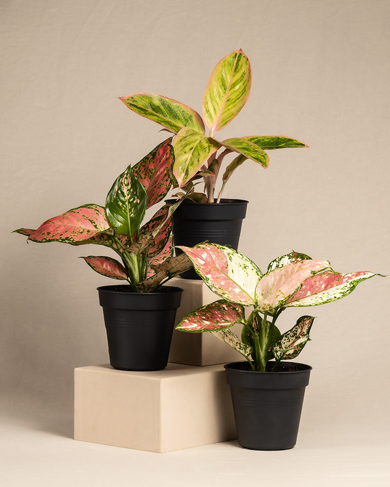 feey-buntes-aglaonema-trio-3x-zimmerpflanze image 3