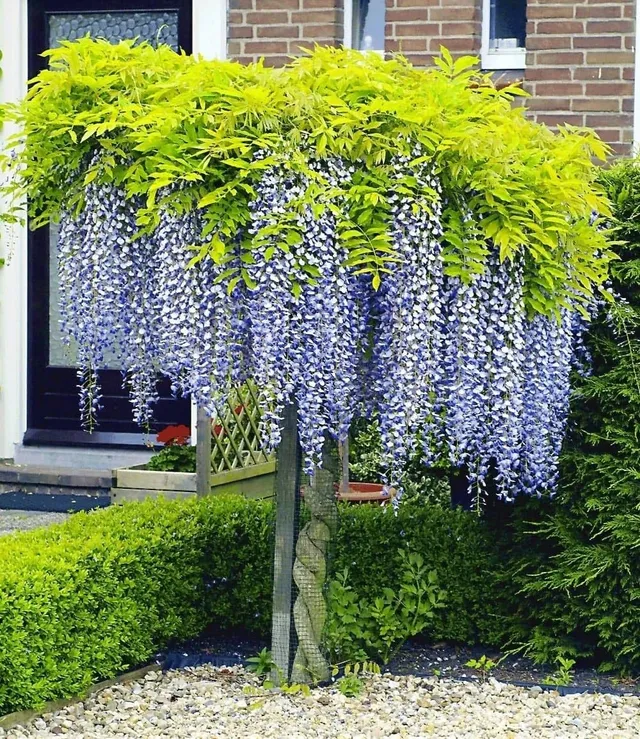 baldur-garten-blauregen-auf-stamm-wisteria-im-2-liter-topf image 1