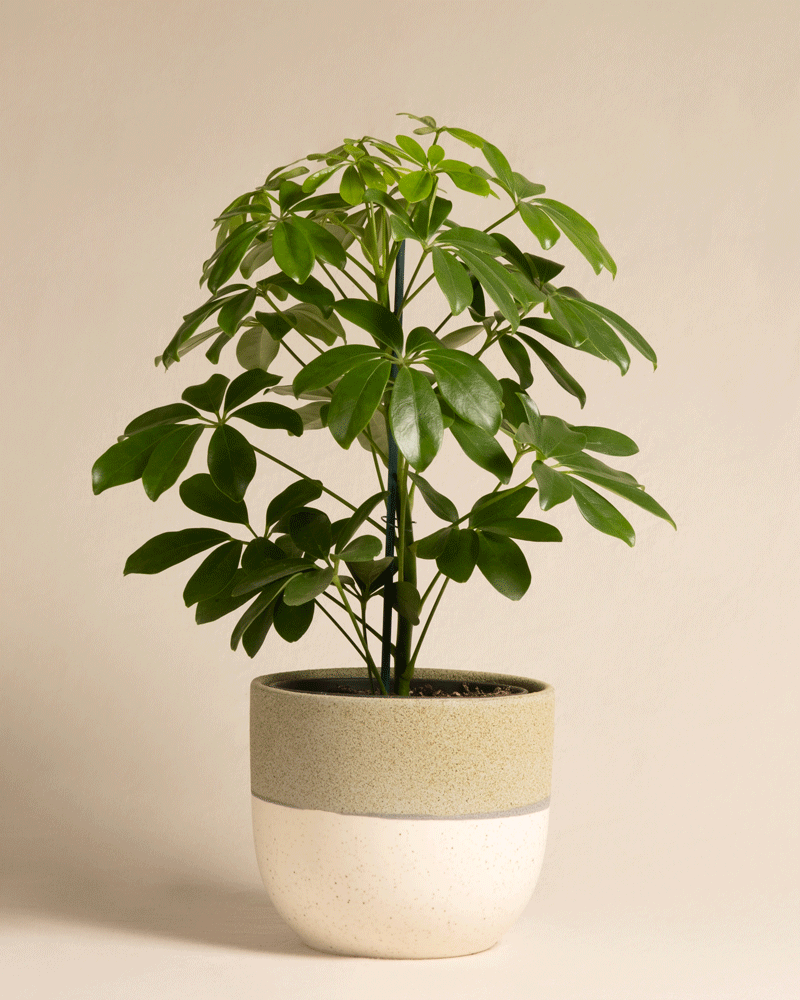 feey-schefflera-arboricola-strahlenaralie-zimmerpflanze-im-16er-topf image 5