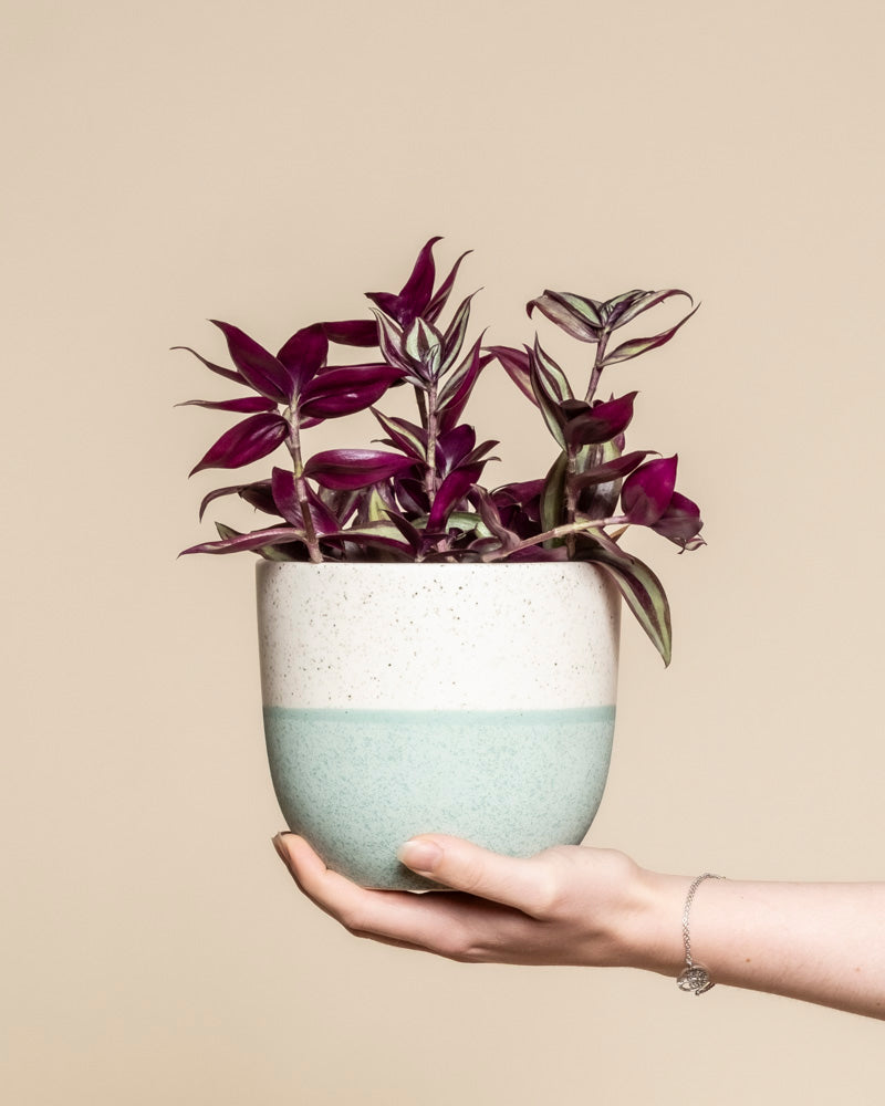 feey-tradescantia-zebrina-dreimasterblume-zimmerpflanze image 1