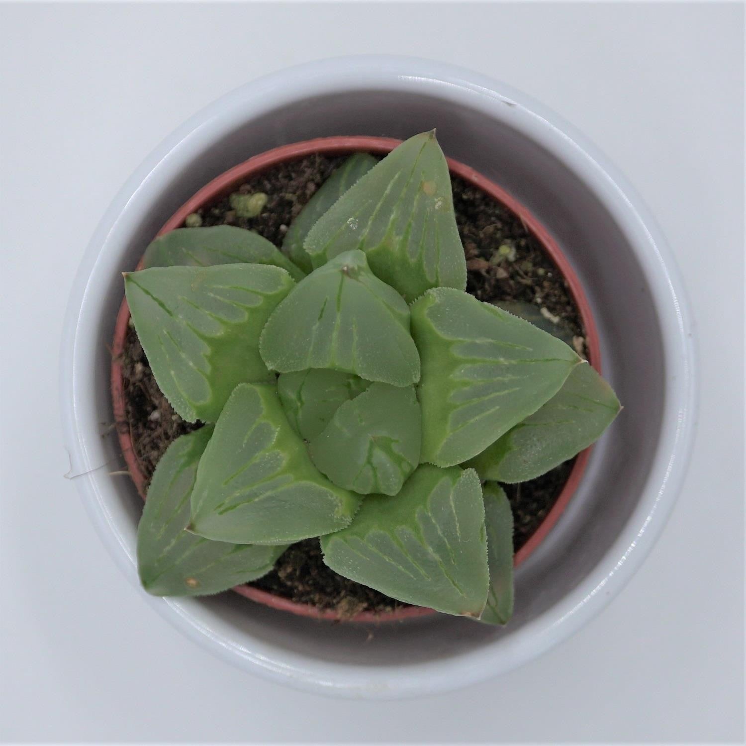 pasiora-haworthia-cooperi-sukkulente-5-5-cm-topf image 2