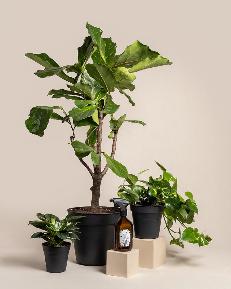 feey-urban-jungle-set-3-pflanzen-spr-her-gro image 3