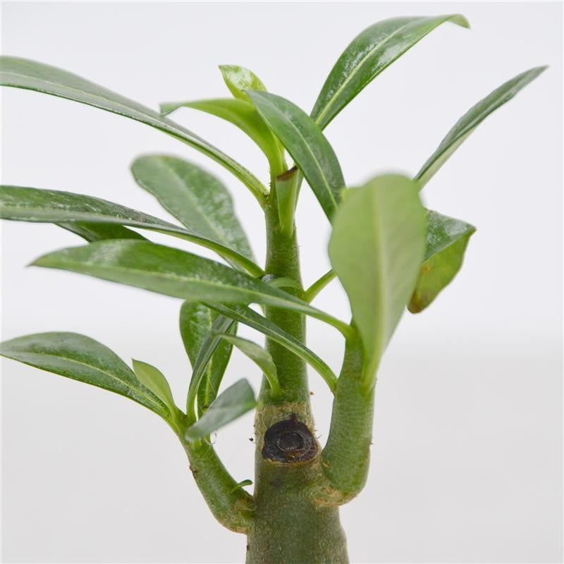 pasiora-adenium-obesum-w-stenrose-sukkulente-6-cm-topf image 2