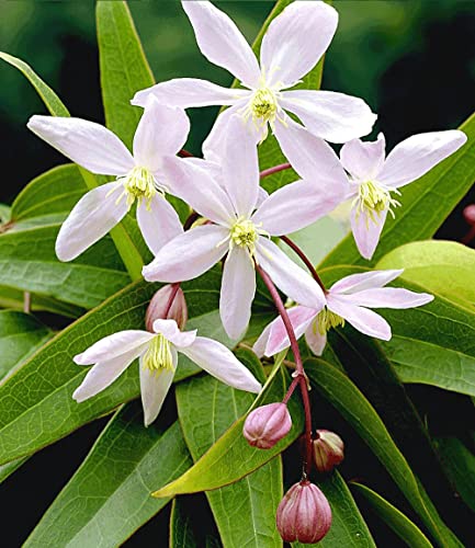 baldur-garten-2er-set-clematis-armandii-rose-nah-ma image 7
