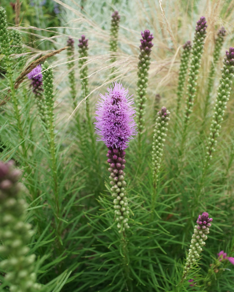 feey-prachtscharte-violett-liatris-spicata-knollen image 2