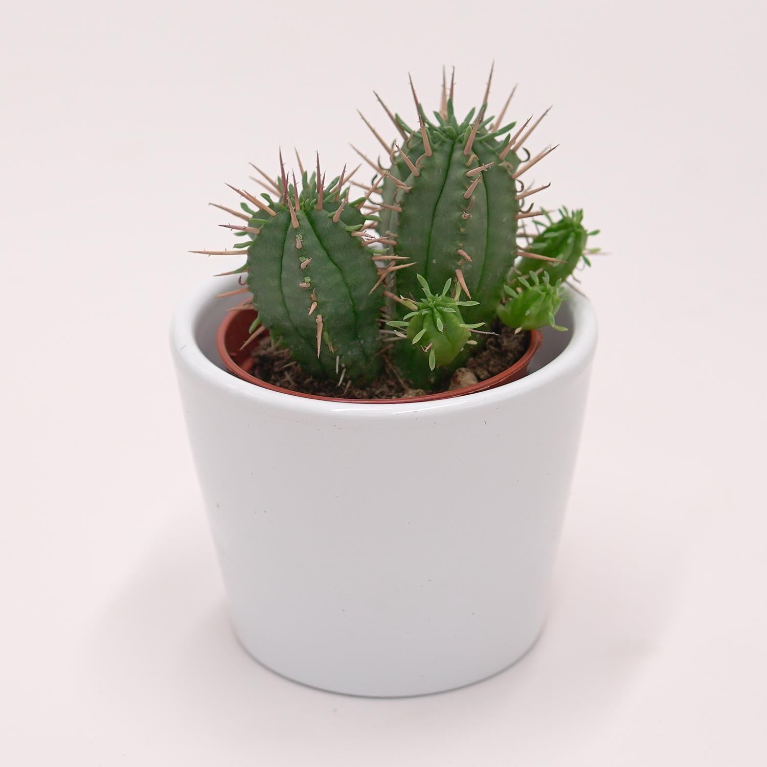 pasiora-euphorbia-ferox-sukkulente-5-5cm image 1