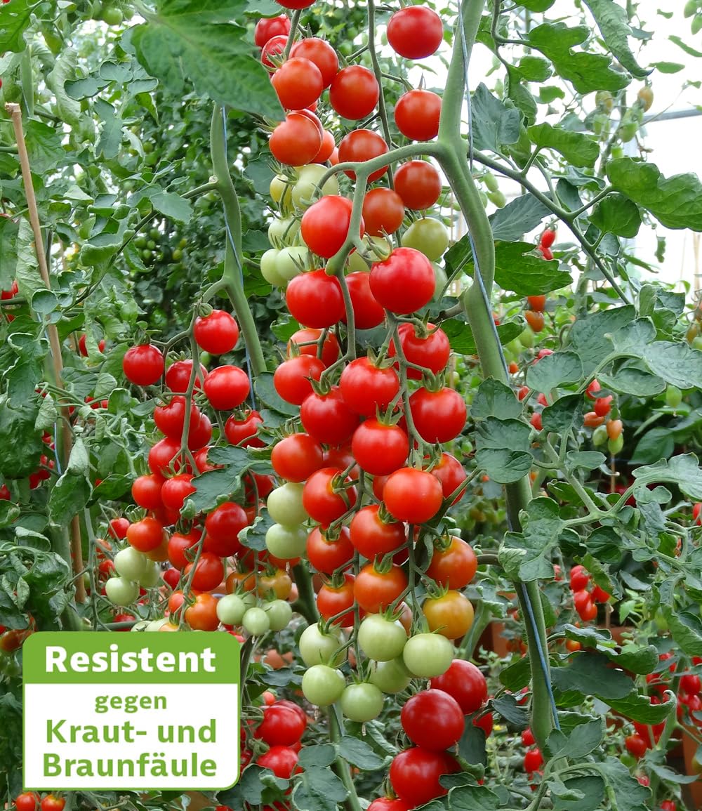 baldur-garten-die-kleine-tomatenfabrik-consuelo-f1-im-10-5-cm-topf image 2