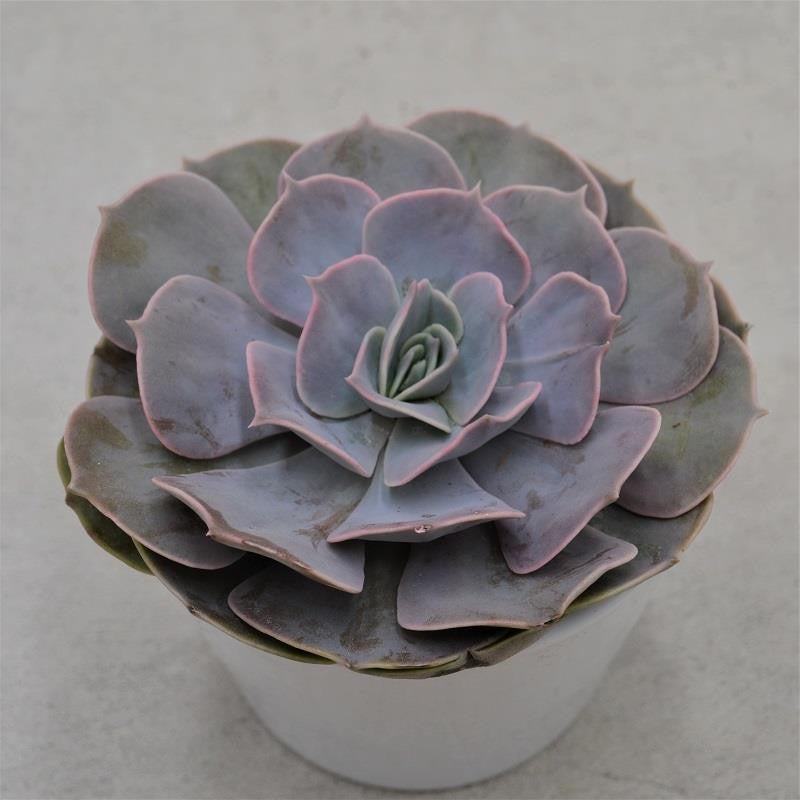 pasiora-echeveria-pollux-sukkulente-12cm-topf image 1