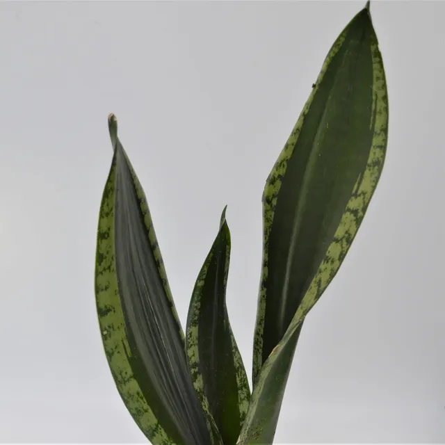 pasiora-sansevieria-grey-stripe-bogenhanf-10-5cm image 1