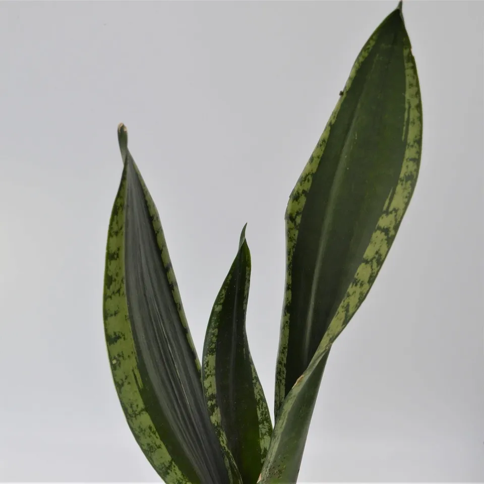pasiora-sansevieria-grey-stripe-bogenhanf-10-5cm image 1