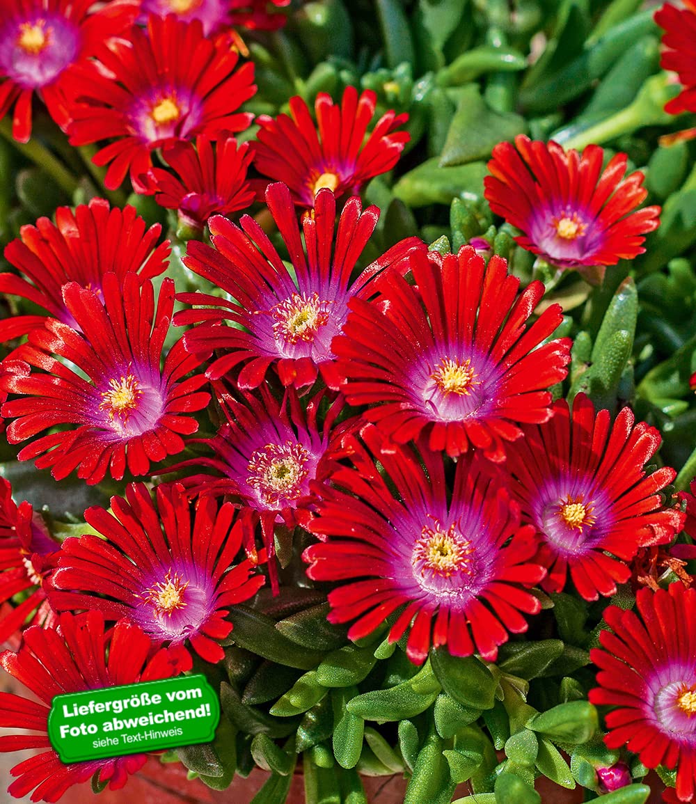 baldur-garten-eisblume-sundella-red-2x-delosperma image 2