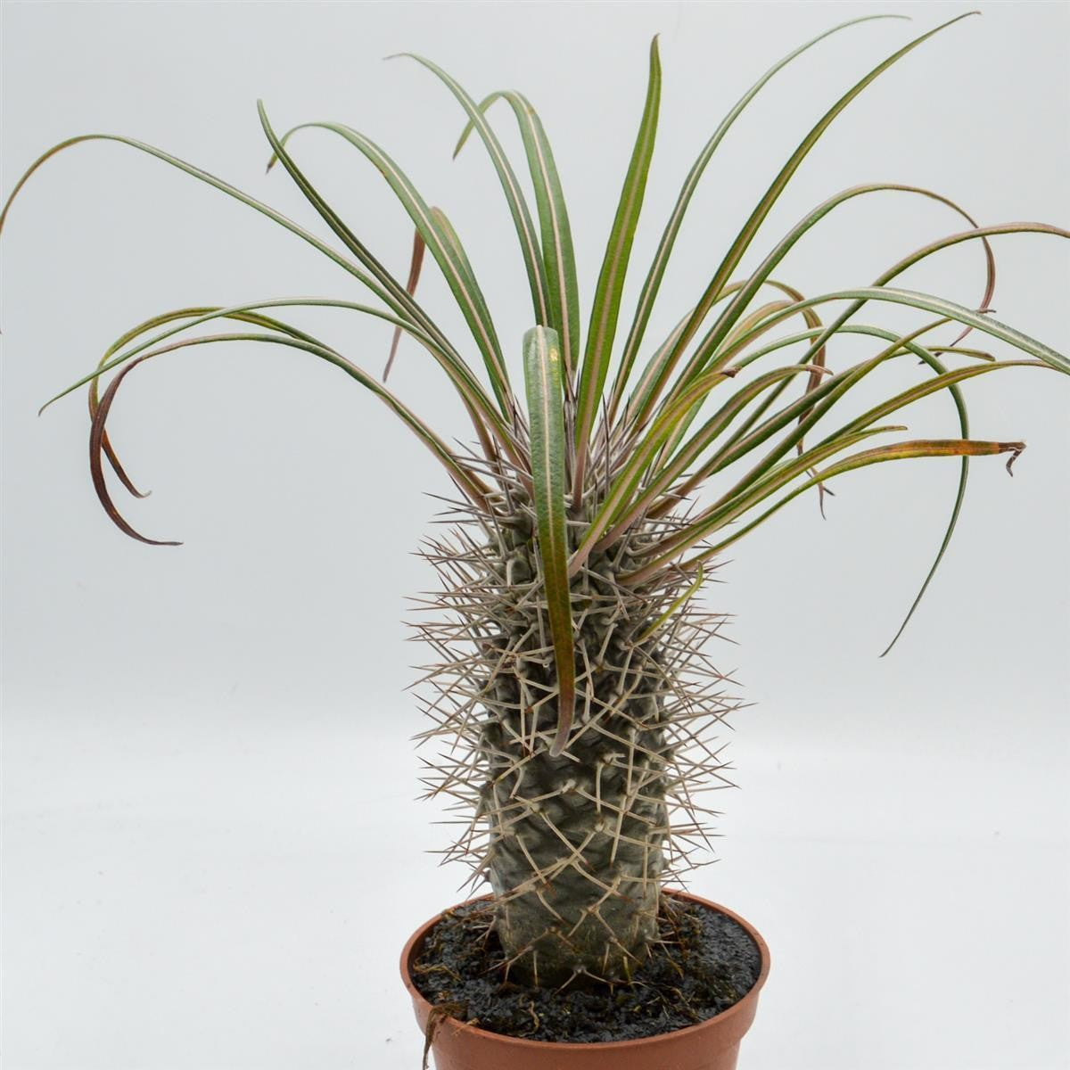 pasiora-pachypodium-geayi-sukkulente-12cm-topf image 3