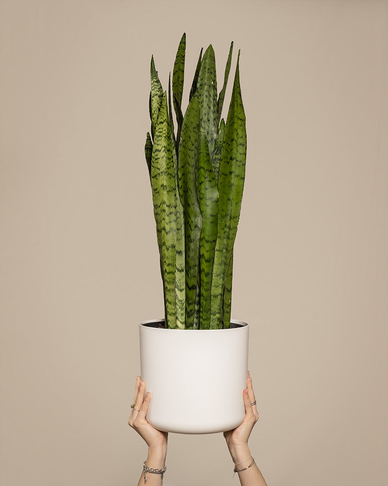 feey-gro-e-gr-ne-schwiegermutterzunge-sansevieria-zeylanica image 1