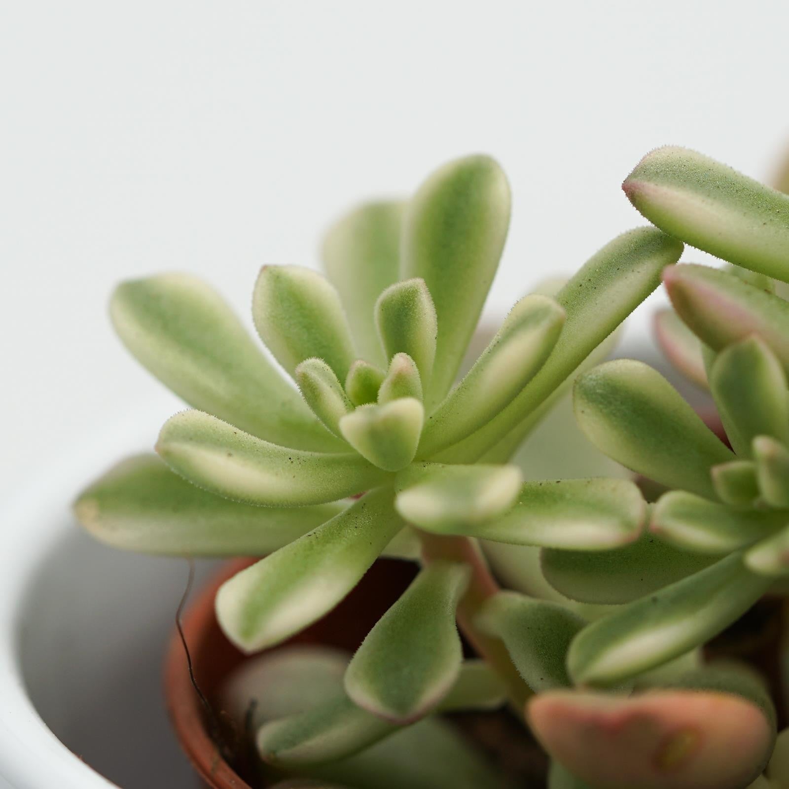 pasiora-sedum-joyce-tulloch-f-variegata-5-5cm image 4