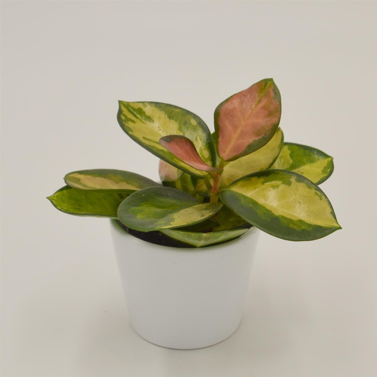 pasiora-hoya-australis-lisa-wachsblume-6cm-topf image 2