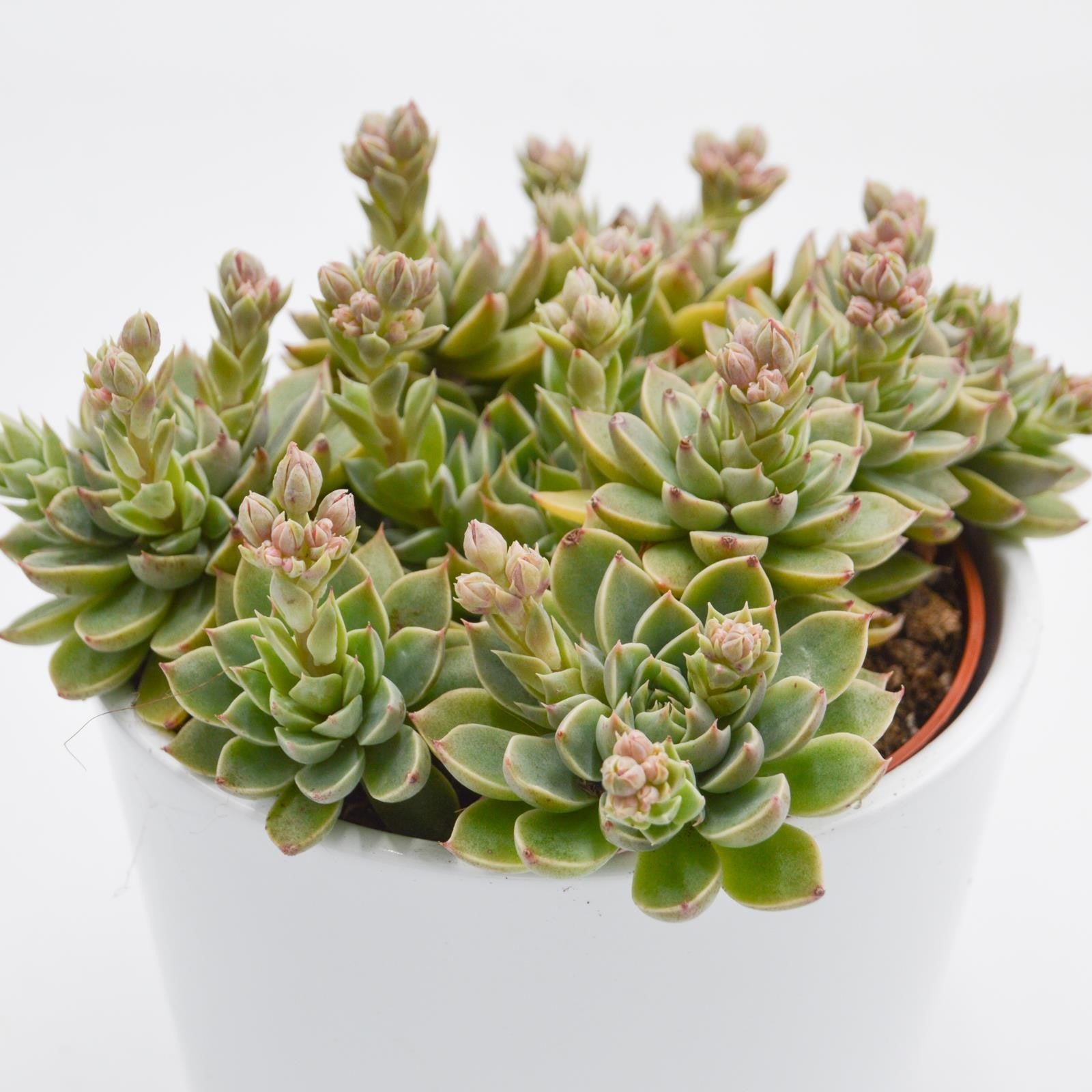 pasiora-graptopetalum-altair-sukkulente-im-12cm-topf image 1