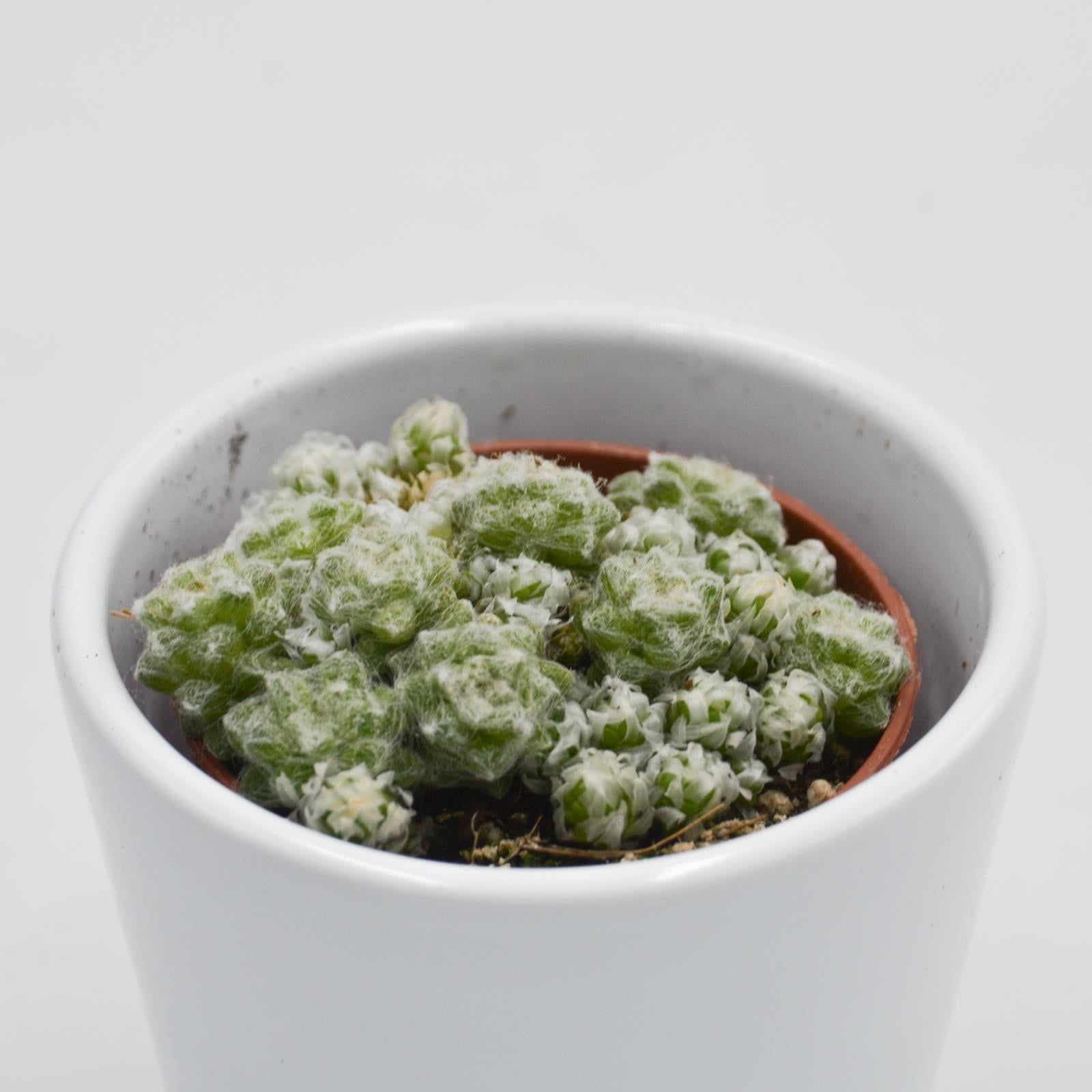 pasiora-anacampseros-retusa-filamentosa-sukkulente-5-5-cm-topf image 2